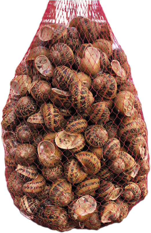 Живая улитка Maxi Snail