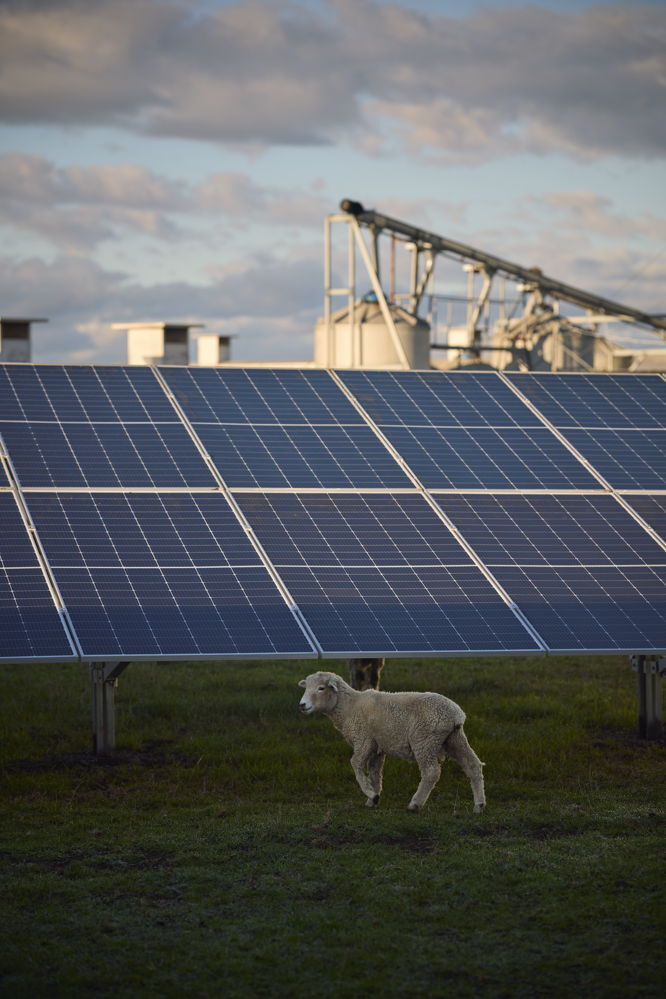 Solar panels on a farm with sheep