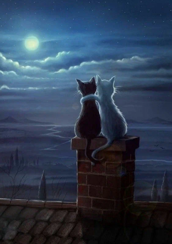Коты