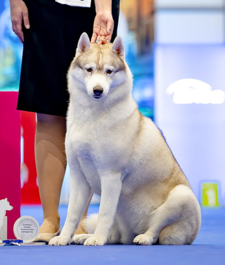 Gemchugina Severa Juliana Queen of the Elves at Hakuna Vota