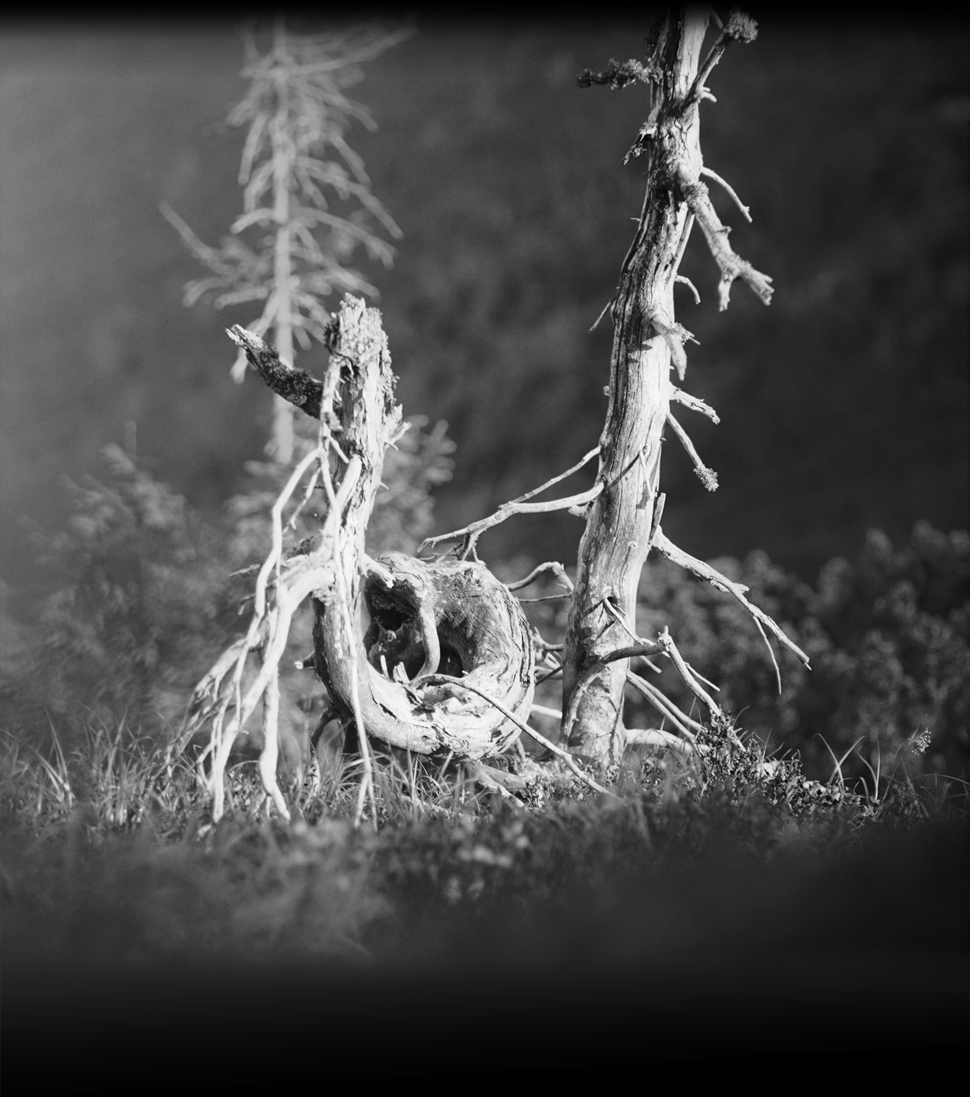 A twisted 61-like tree on the slopes of the Carpathian mountains