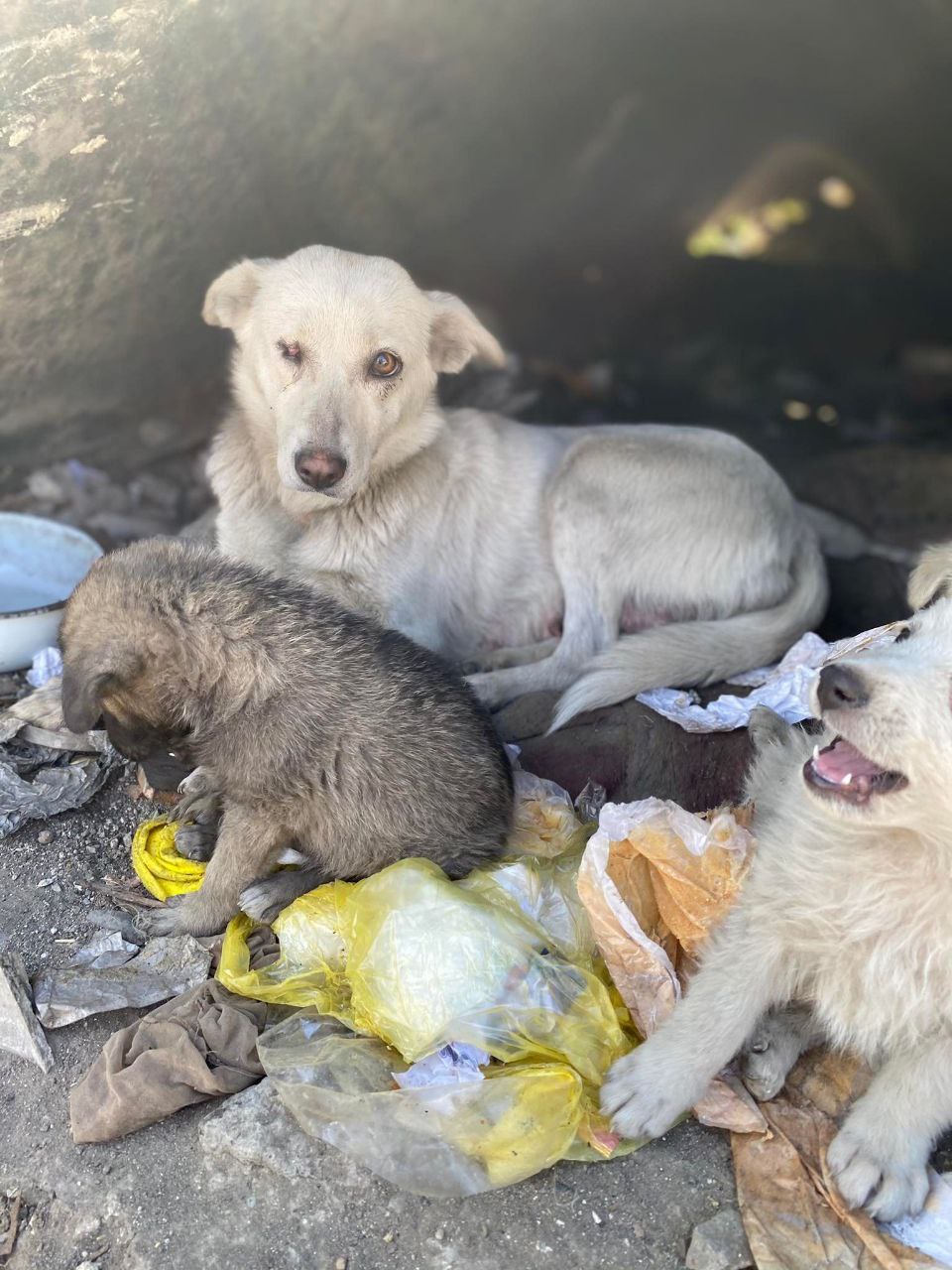 Бездомная собака 2