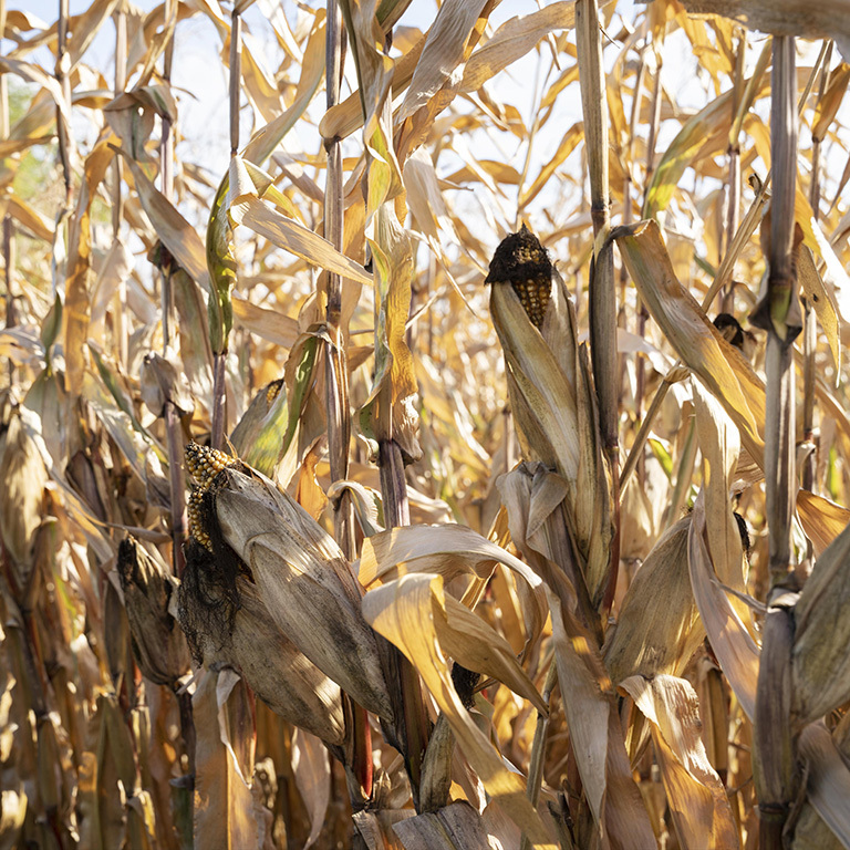 maize exporter