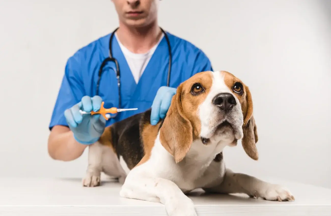 La pose de la puce électronique POUR chiens et chats