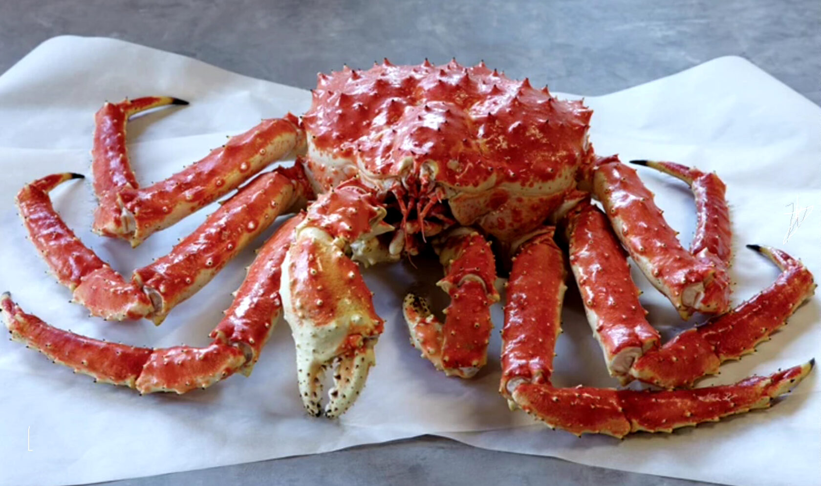 Red King Crab