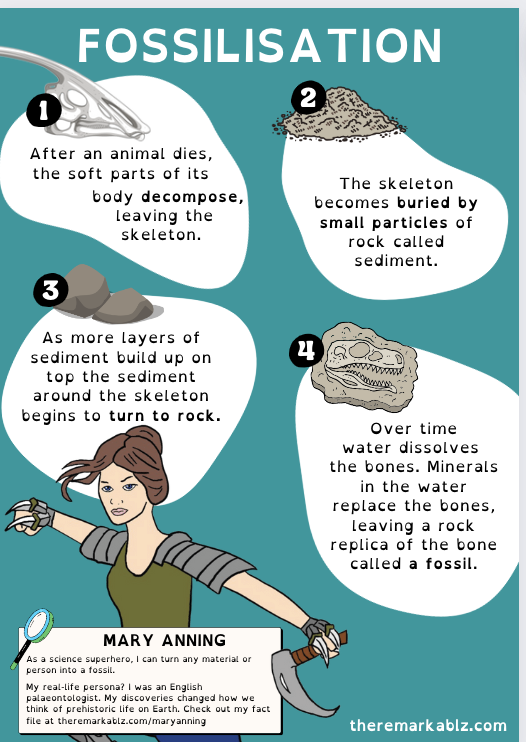 An educational infographic titled "Fossilisation" explaining how fossils form in four illustrated steps. Step 1: An animal dies and its soft body decomposes, leaving the skeleton. Step 2: The skeleton becomes buried in rock particles called sediment. Step 3: More layers of sediment build up and turn to rock. Step 4: Water dissolves the bones, minerals replace them, and a rock replica called a fossil is formed. At the bottom, a cartoon version of science superhero Mary Anning is shown holding a fossil hammer, with a note about her historical contributions to paleontology.
