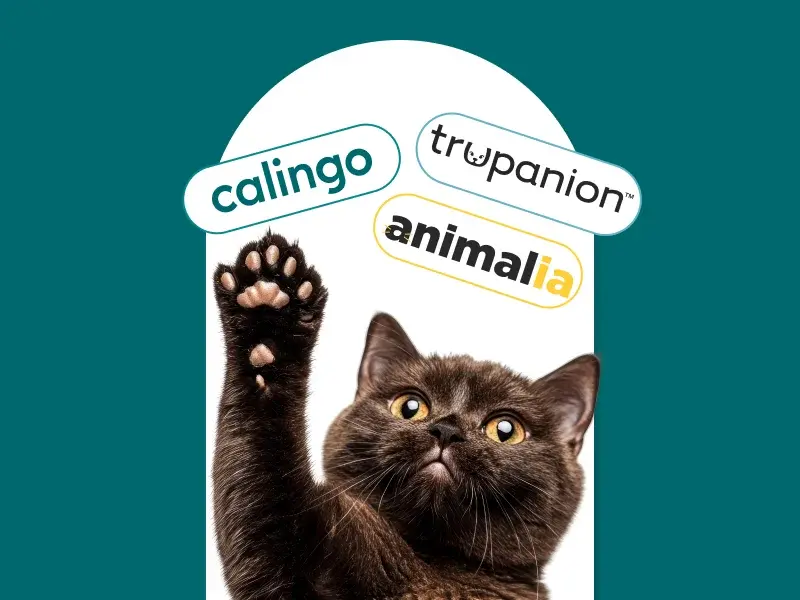 Assurance pour chats à Genève