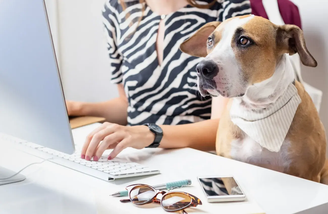 Enregistrement des chiens à Amicus Genève