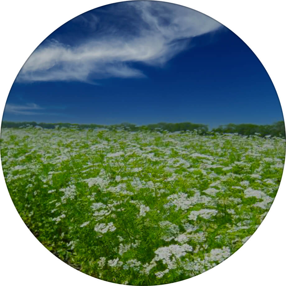 Оксаніт коріандр