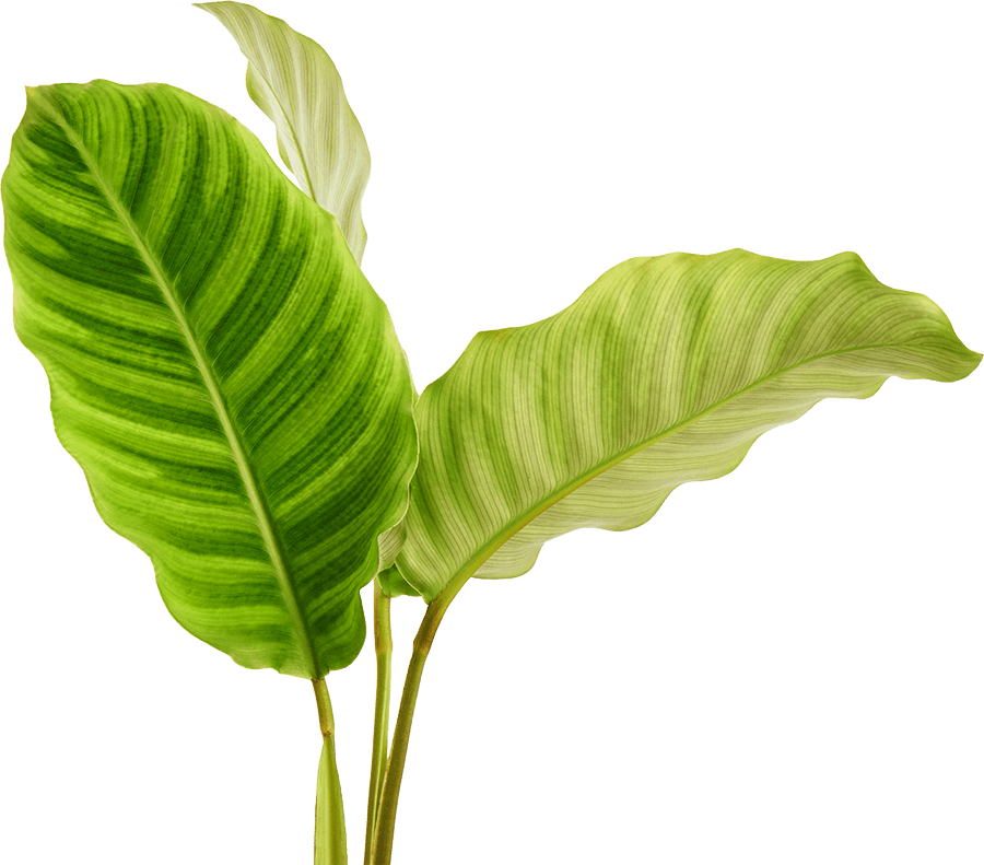 tropical leaves