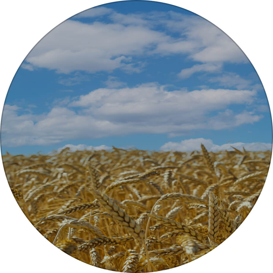 Мелодія одеська пшениця озима