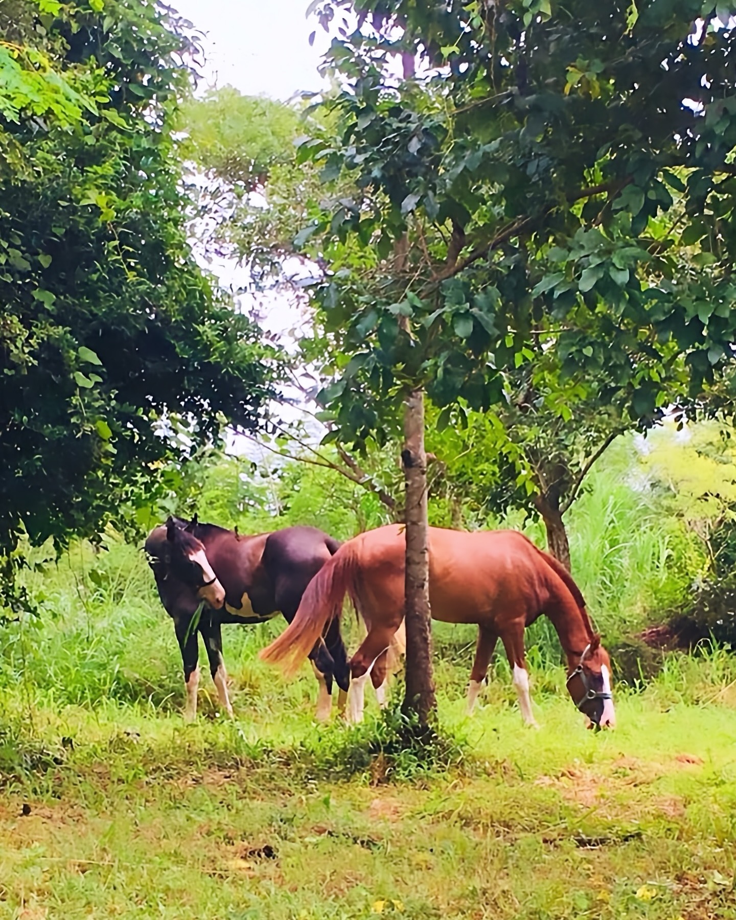 Horses grazing and socialising under trees in paddocks at Vonfidel Ranch