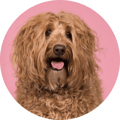 price Labradoodle grooming