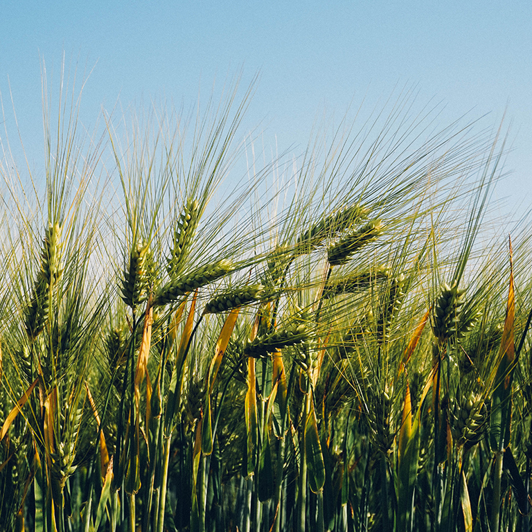 barley trading