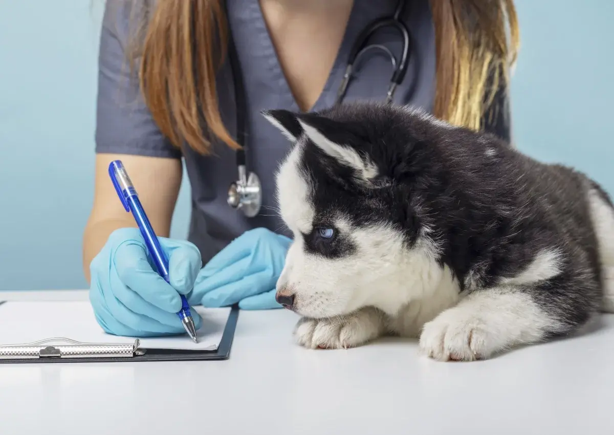 Dermatologie Vétérinaire