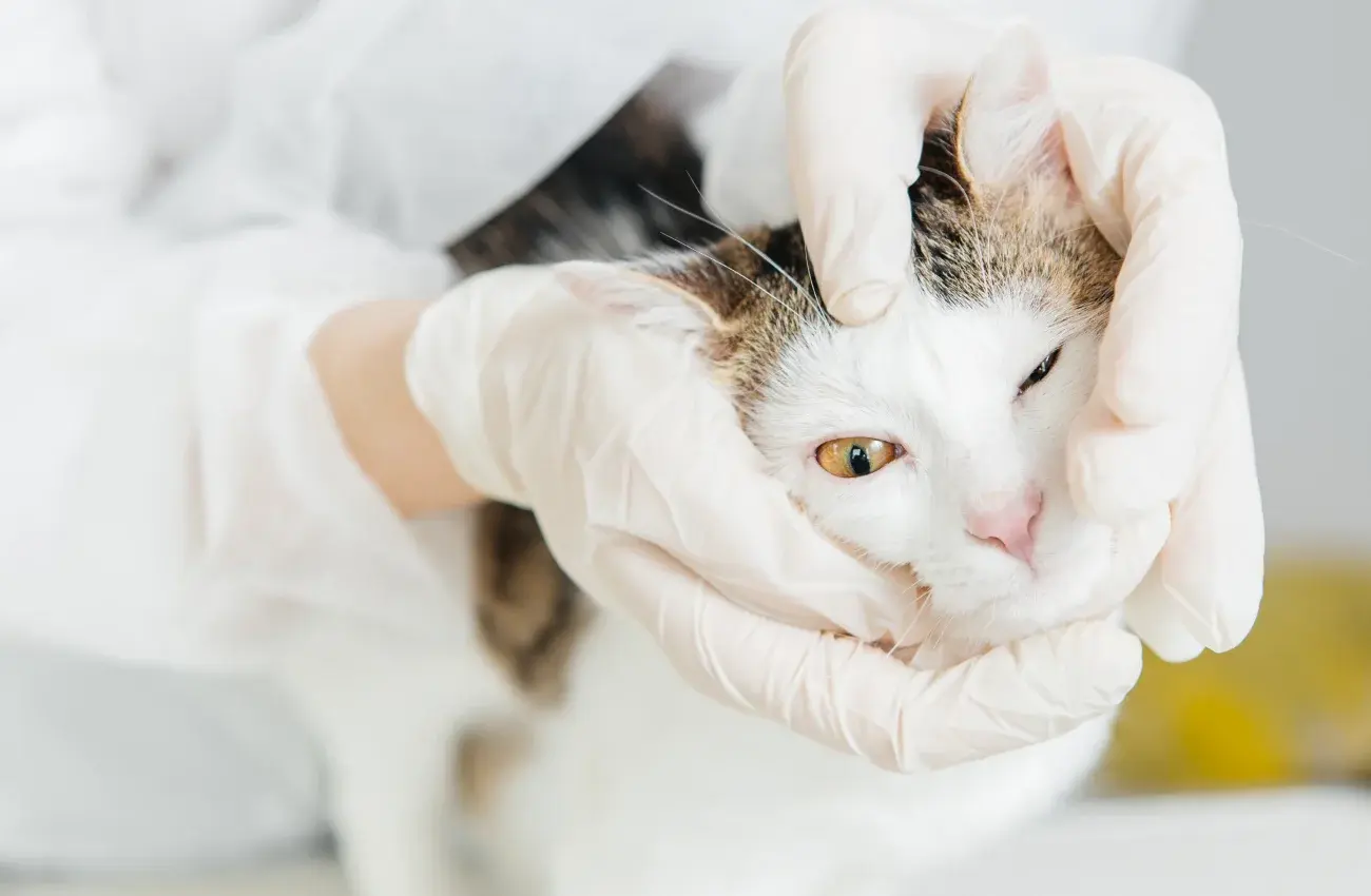 Chirurgie oculaire pour chats et chiens