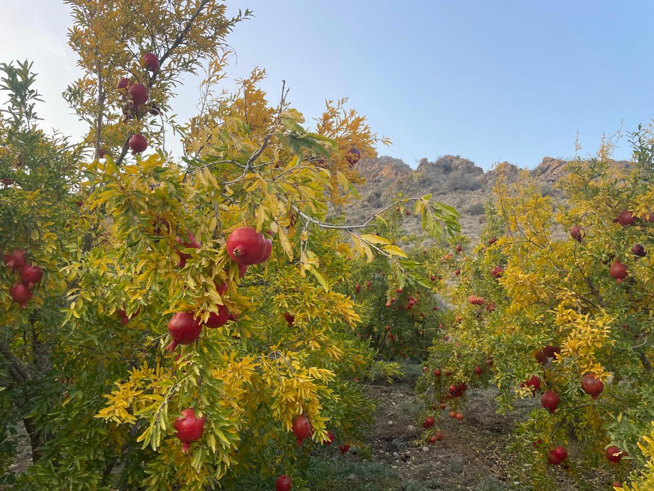 Անաստասիայի արխիվից