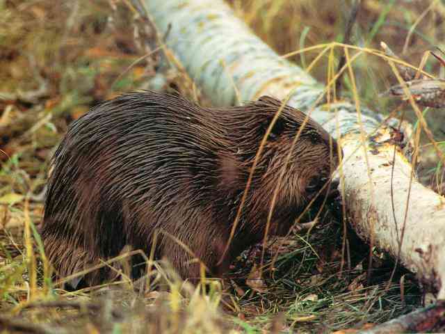 Бобровая струя для лечения простатита