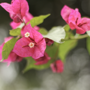 Hotel Bindani bugambilia