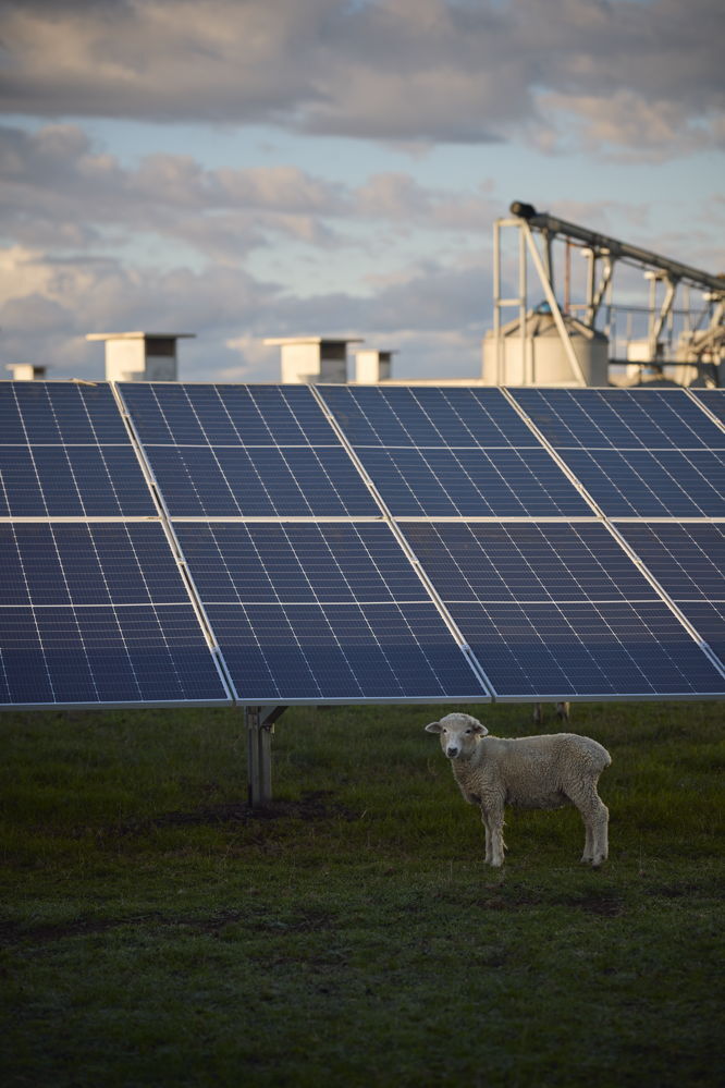 Lamb standing in front of solar panels on a rural farm during sunset