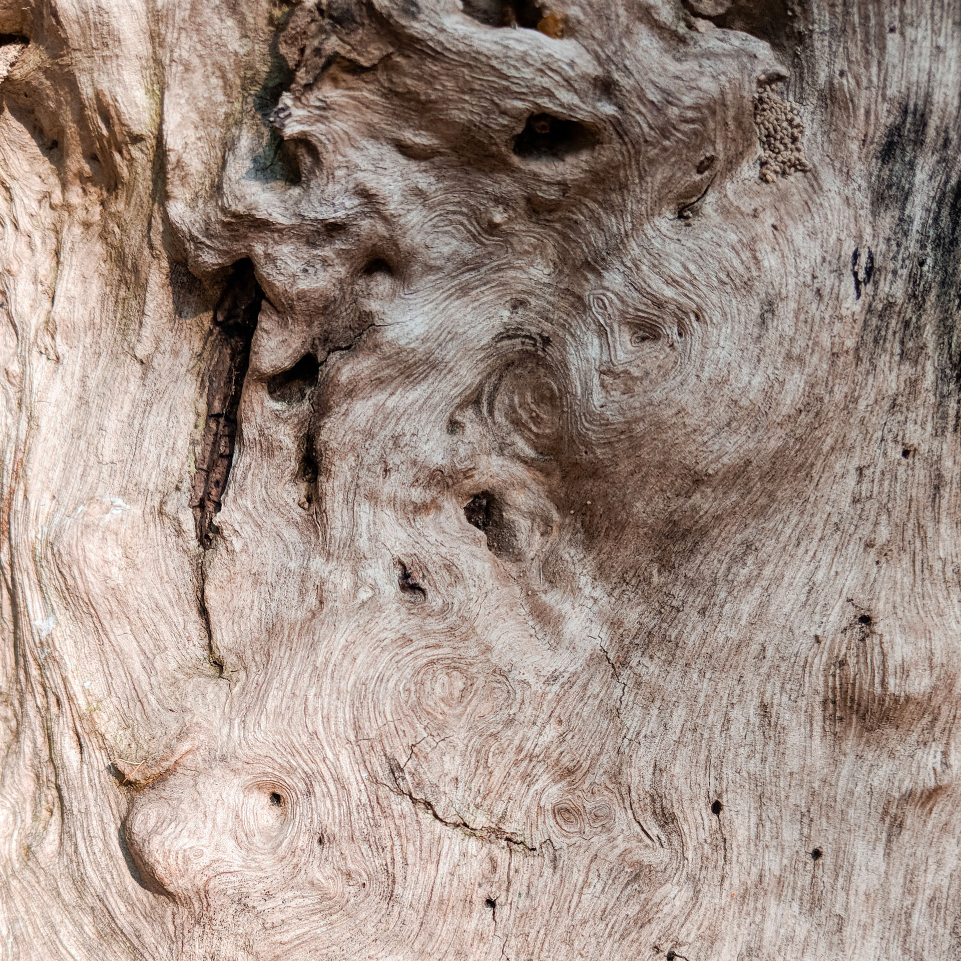 Close-up of ancient tree bark texture, revealing nature's intricate patterns and history.