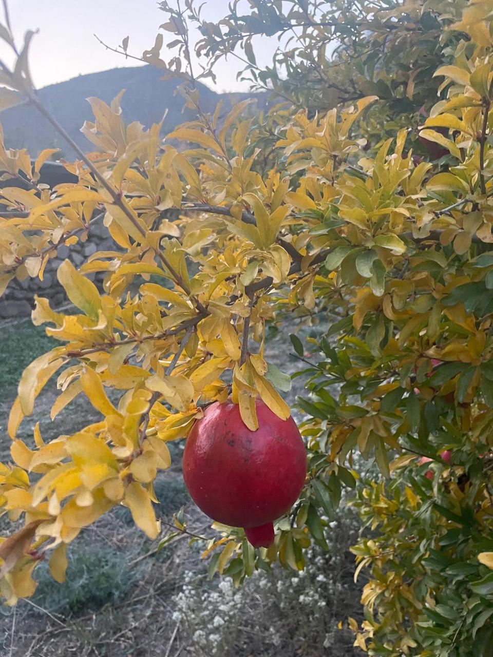 Անաստասիայի արխիվից