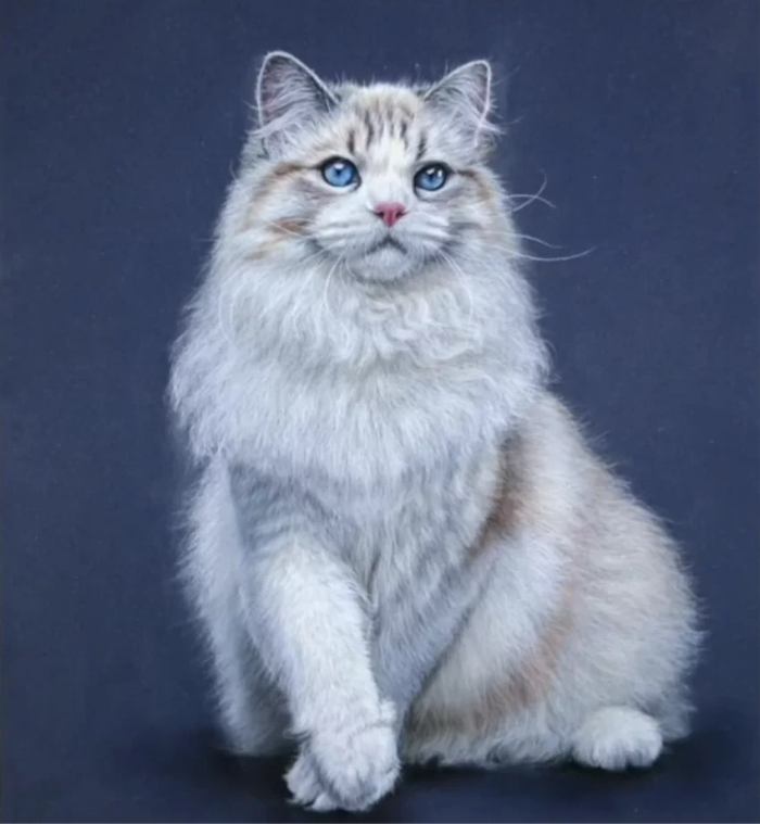 Регдолл