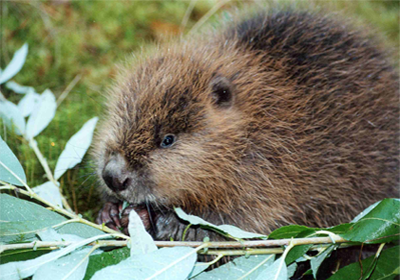 Бобровая струя