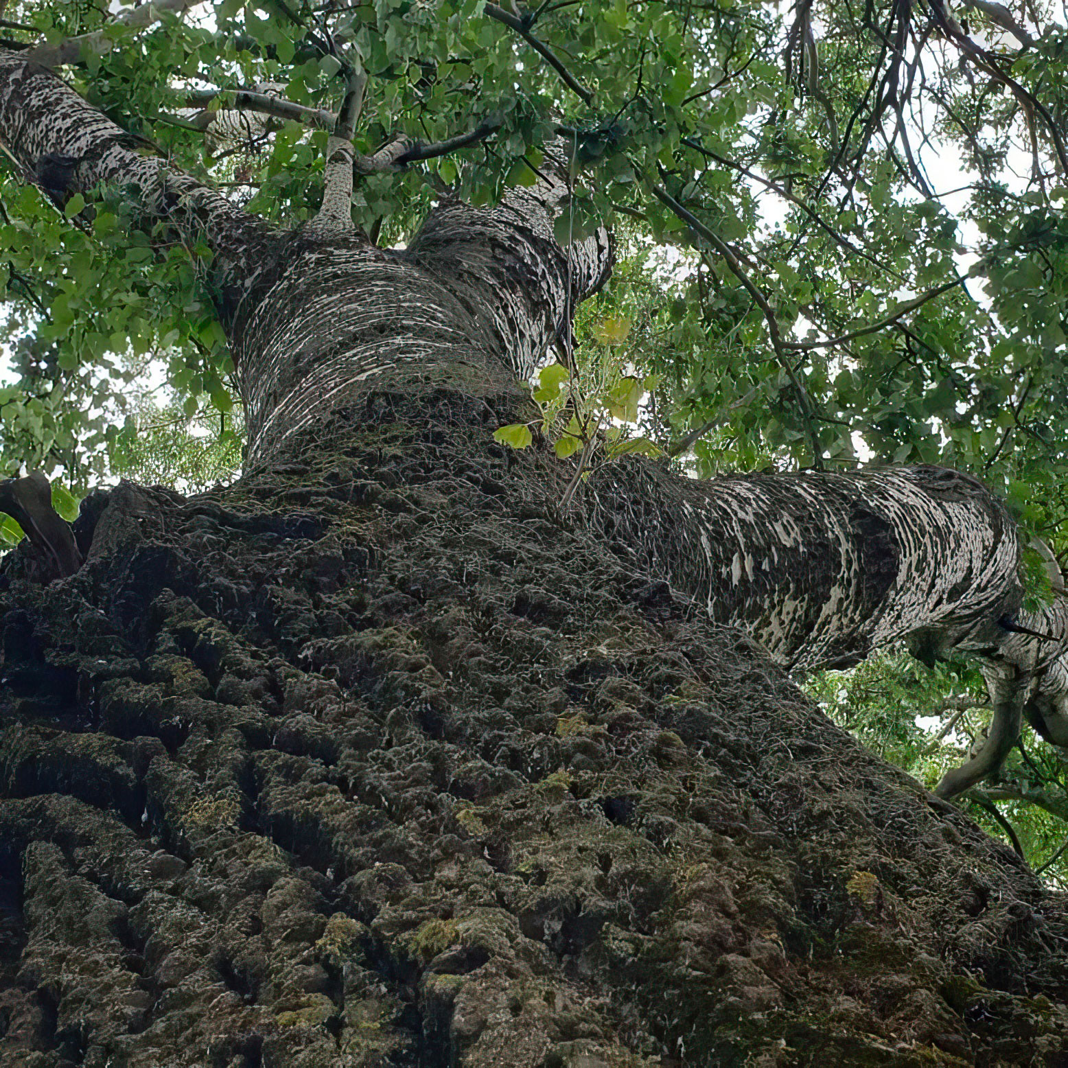 A serene forest scene, symbolizing our deep connection with nature and its inspiration.