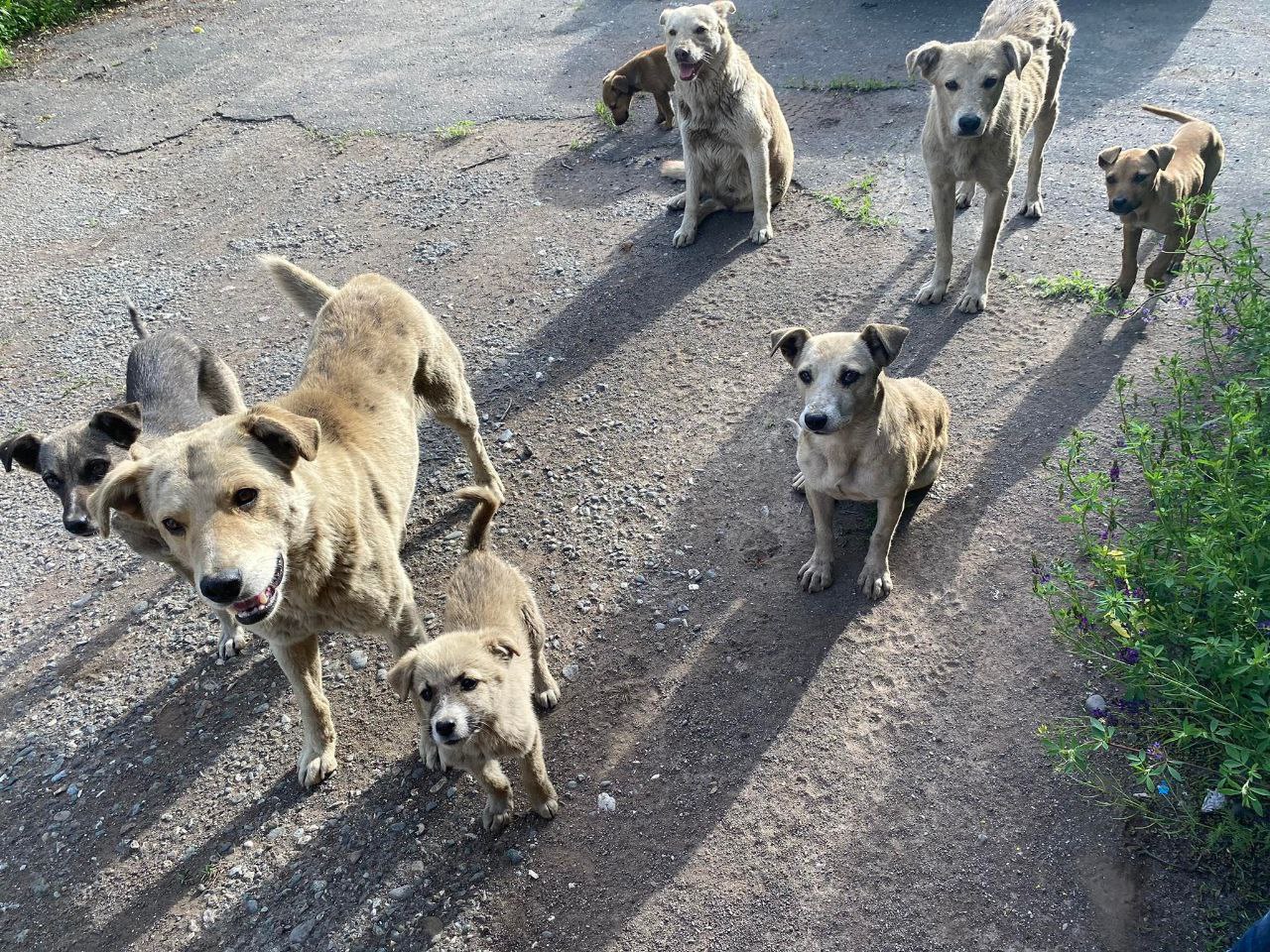 Бездомная собака 1