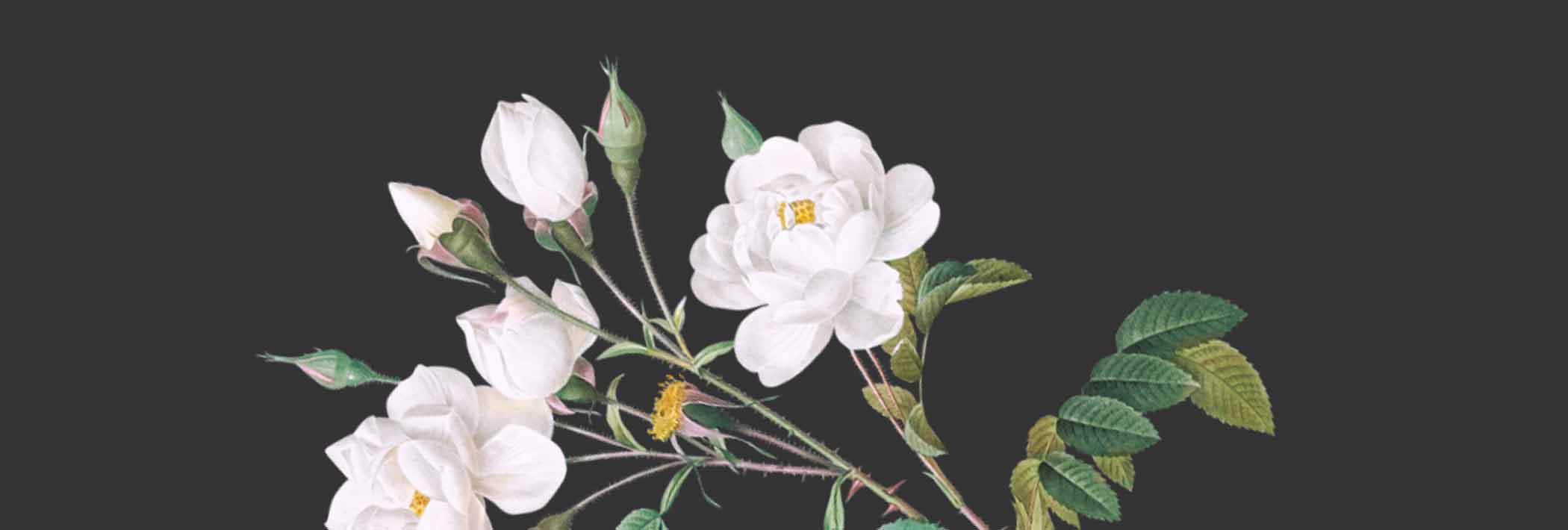 Shanti Spa Treatments Holistic Massages, Wraps, and IV Therapies in