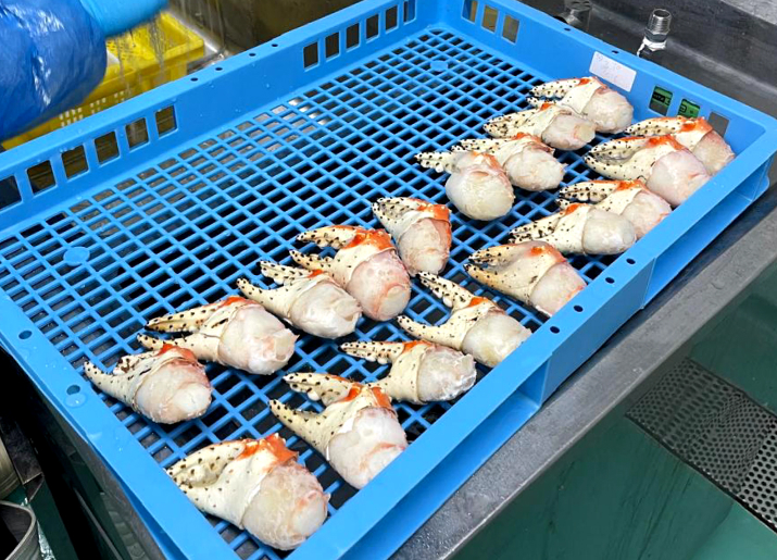 Red King Crab Claw production