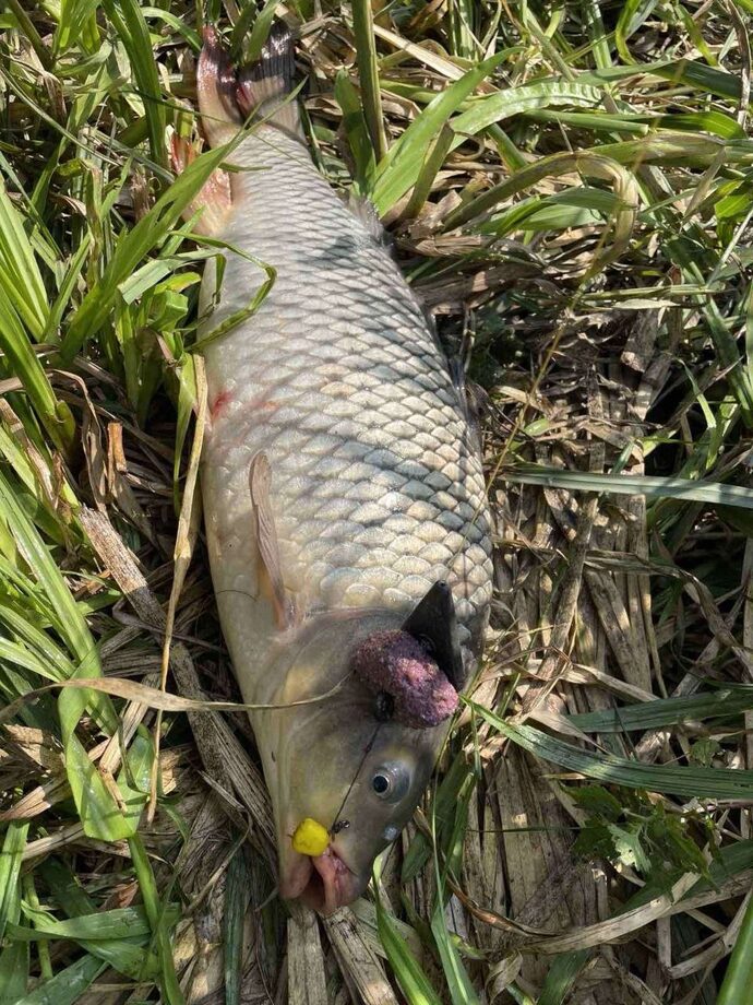 риба сазан макуха макушатник