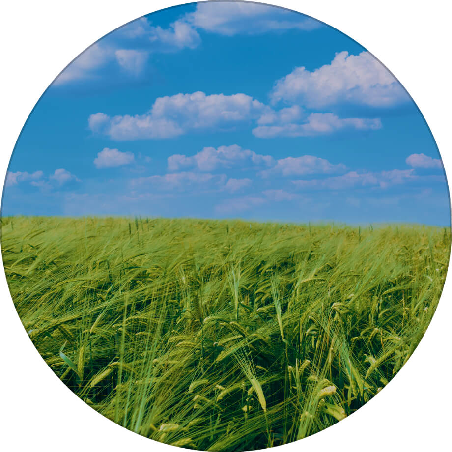 Тутанхамон ячмінь озимий