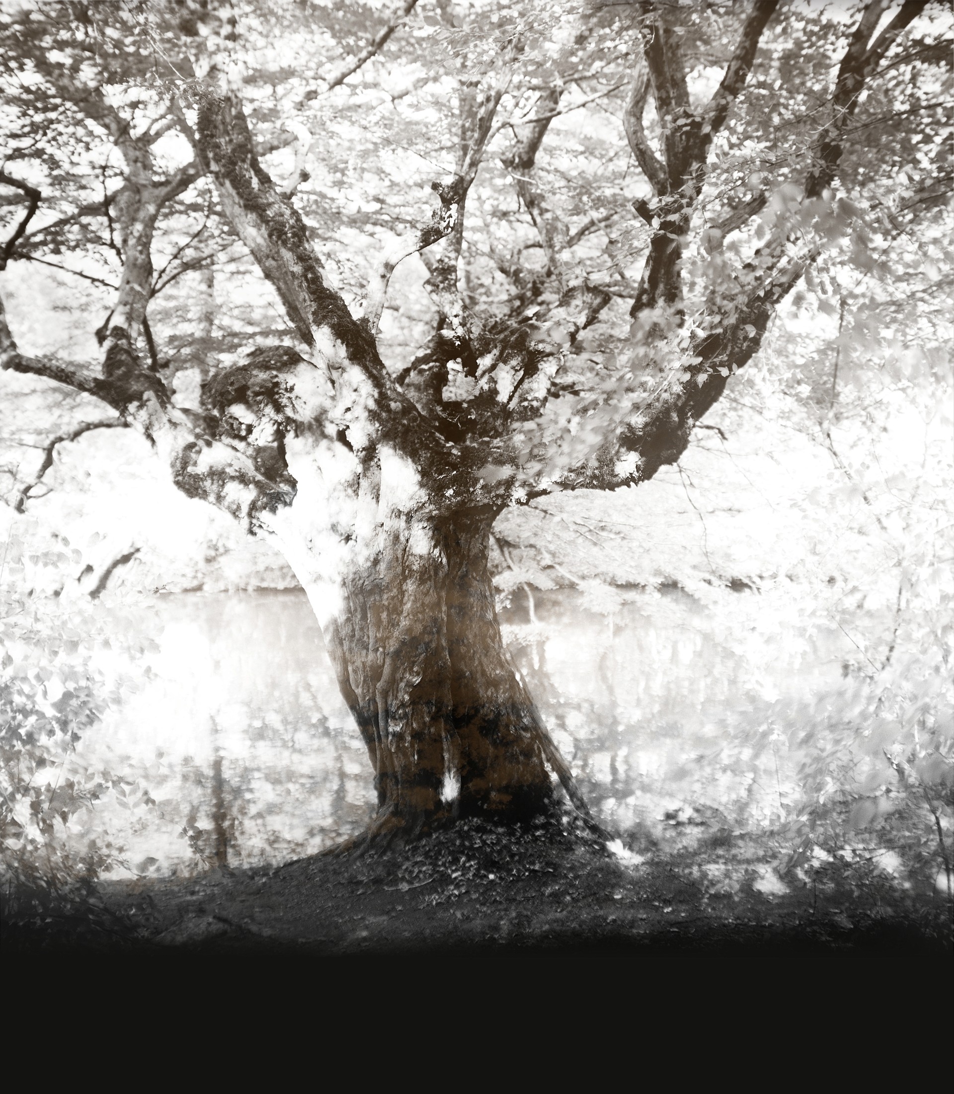 A shelter tree near the very edge of a pond