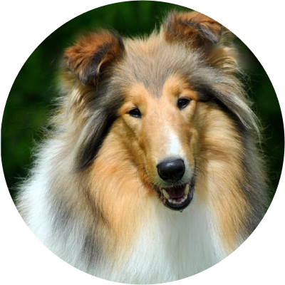 grooming Long-haired Collie rate