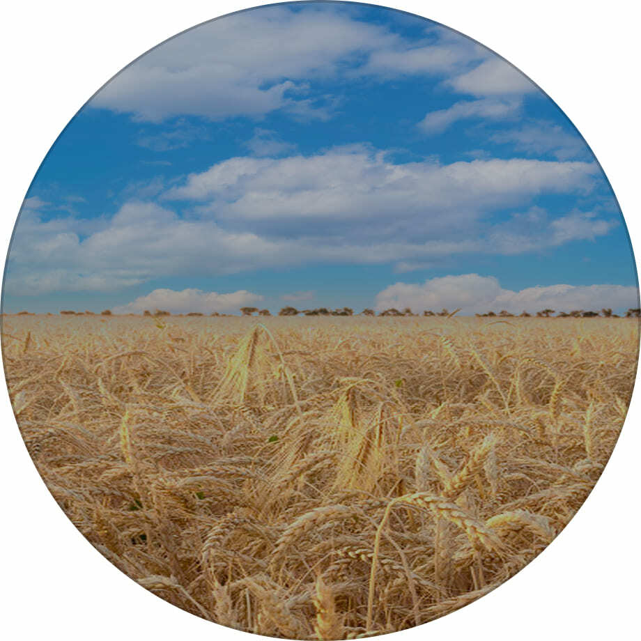 Катруся одеська пшениця озима