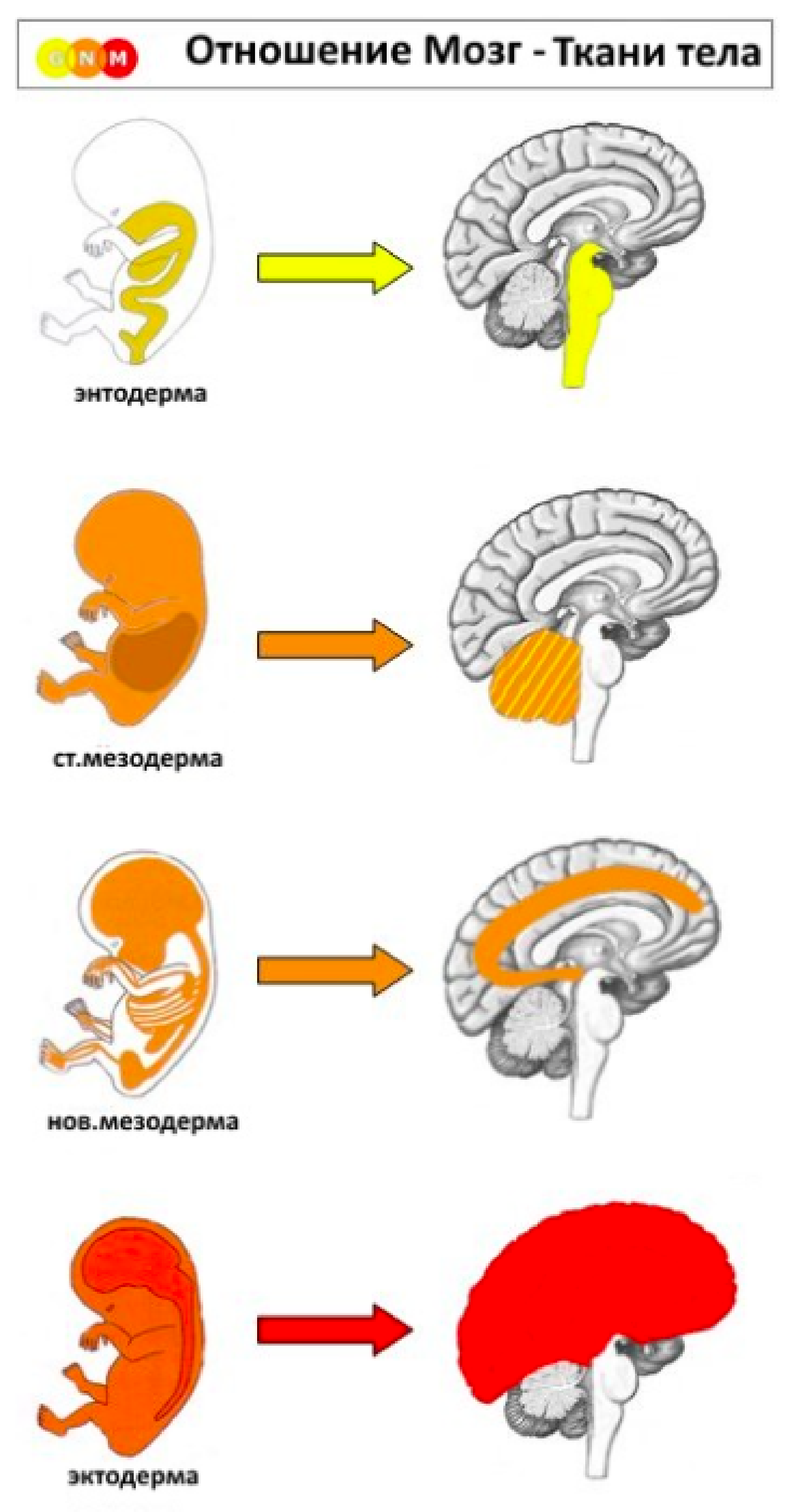 Психосоматика новая. ГНМ мозг. Германская новая медицина Старая мезодерма. Мозг новая Германская медицина. Эктодерма ГНМ.