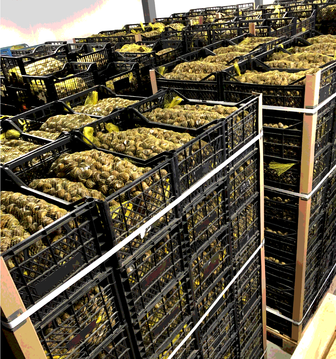 HELIX ASPERSA MULLER (BOVER)