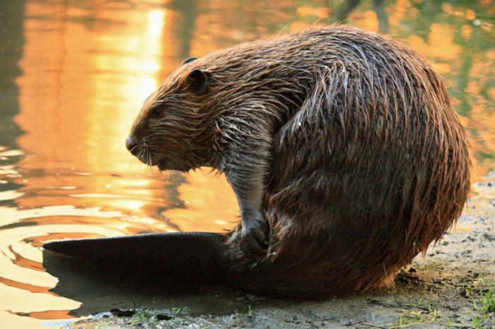Кастореум при аденоме