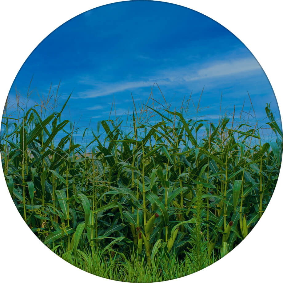 ДН Деметра кукурудза